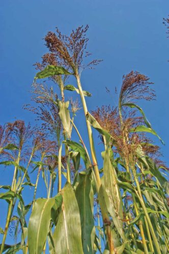 Broomcorn: A Multipurpose Grain Crop